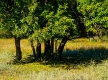 Дикая груша