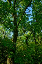 Сказочное Лукоморье в Морском Чулеке на берегу Таганрогского залива.