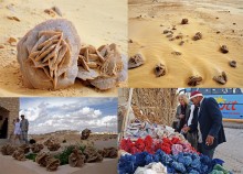 "Розы пустыни" на песчаных обрывах в Примиусье