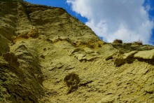 "Розы пустыни" на песчаных обрывах в Примиусье