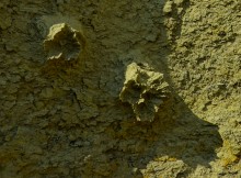 "Розы пустыни" на песчаных обрывах в Примиусье