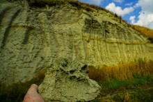 "Розы пустыни" на песчаных обрывах в Примиусье