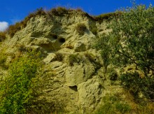 "Розы пустыни" на песчаных обрывах в Примиусье