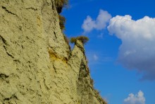 "Розы пустыни" на песчаных обрывах в Примиусье