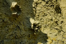 "Розы пустыни" на песчаных обрывах в Примиусье