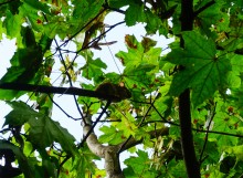 Мыши лазающие по деревьям в лесу