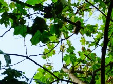 Мыши лазающие по деревьям в лесу