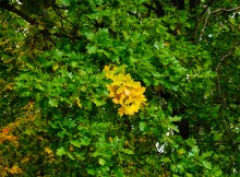 Мыши лазающие по деревьям в лесу