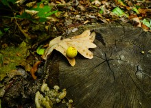 Мыши лазающие по деревьям в лесу