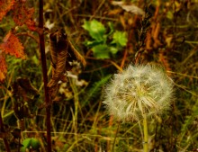 Мыши лазающие по деревьям в лесу