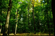 Мыши лазающие по деревьям в лесу