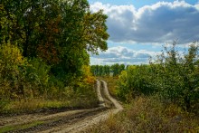 Мыши лазающие по деревьям в лесу