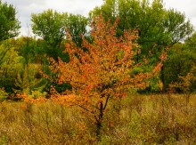 Мыши лазающие по деревьям в лесу