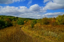 Мыши лазающие по деревьям в лесу