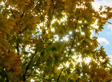 Мыши лазающие по деревьям в лесу