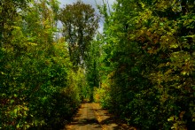 Мыши лазающие по деревьям в лесу