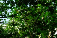 Мыши лазающие по деревьям в лесу