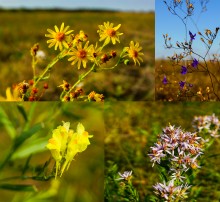 Осенние цветы