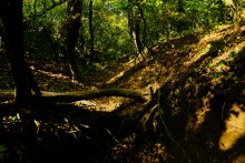 Дубовый лес в глубокой балке