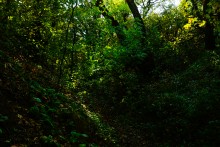 Дубовый лес в глубокой балке