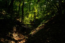 Дубовый лес в глубокой балке