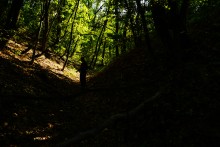 Дубовый лес в глубокой балке