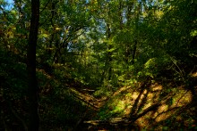 Дубовый лес в глубокой балке