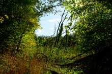 Дубовый лес в глубокой балке