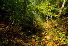 Дубовый лес в глубокой балке