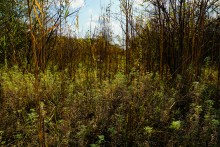 Хутор Краснодворск на ерике Золотом