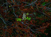 Цветок каштана осенью