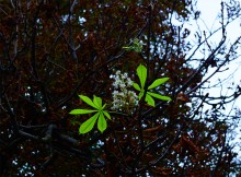 Цветок каштана осенью