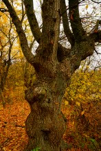 Золотые горки