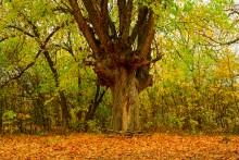 Золотые горки