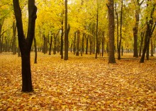 Осень в парке Островского