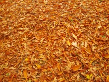 Осень в парке Островского