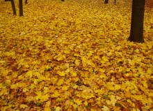 Осень в парке Островского