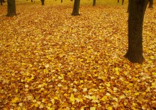 Осень в парке Островского