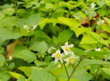 Осень в парке Островского