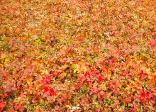 Осень в парке Островского