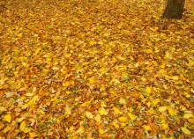 Осень в парке Островского