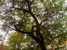 Старая жердёла на Сельмаше