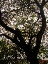 Старая жердёла на Сельмаше