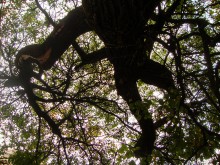 Старая жердёла на Сельмаше