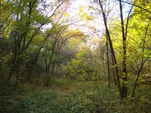 Большой Лог