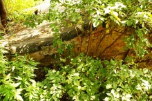 Большой Лог