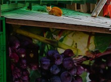 Ростов-на-Дону