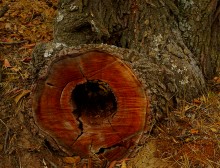 Родник у Раздорских склонов между Каныгиным и Раздорской