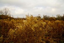 Родник у Раздорских склонов между Каныгиным и Раздорской