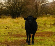 Родник у Раздорских склонов между Каныгиным и Раздорской